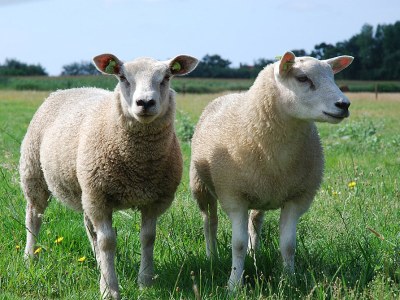 Holiday house Texel island with sauna, bathtub, pets allowed - Environment photo 23