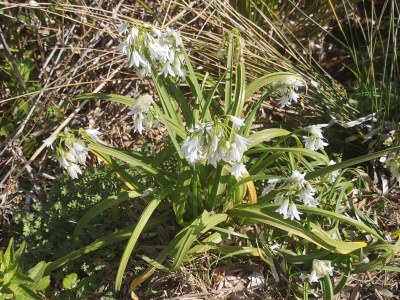 Holiday house Mia's Witch Cottage - Environment photo 30