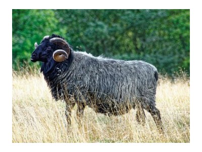 Holiday apartment "Oldau's Little Nest" - Environment photo 37