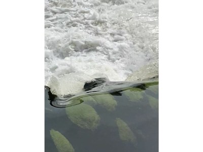 Holiday apartment "Oldau's Little Nest" - Environment photo 39