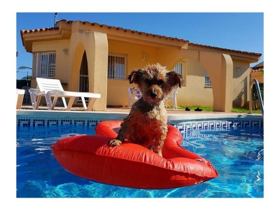 Villa Alvaro with private pool (vacation with dog) - Outdoor photo 6