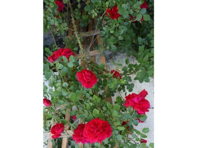 Apartment Ferienwohnung Unnerm Keeshawwe - Outdoor photo 12