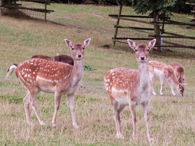 Apartment "Panorama" Ferienwohnung bis 5 Personen - Outdoor photo 18