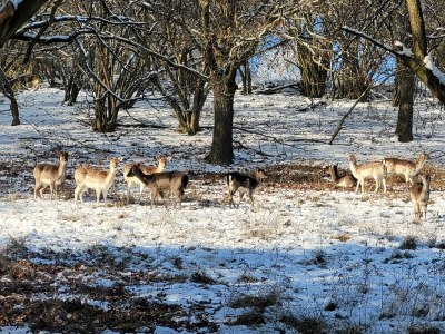 Apartment "Panorama" Ferienwohnung bis 5 Personen - Outdoor photo 22