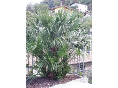 Holiday apartment Villa Carlotta OG - Outdoor photo 23