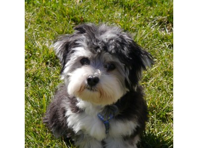 Holiday apartment Villa Romantica OG 2 - Outdoor photo 10