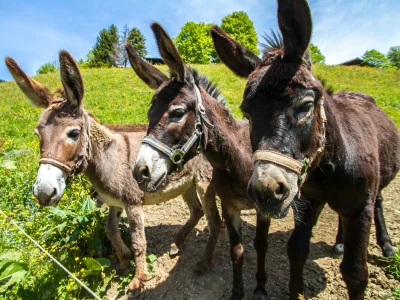 Holiday apartment BrÃ¼ndlinger 2 - Outdoor photo 3