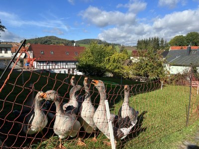 Holiday house Uhuhäus'l - Environment photo 35