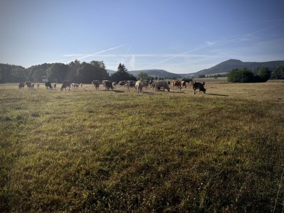 Holiday house Uhuhäus'l - Environment photo 39