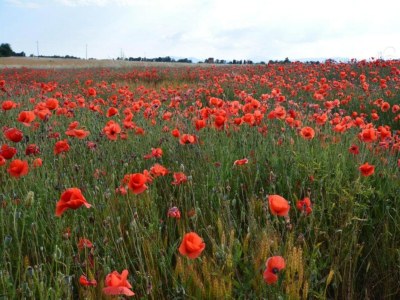 Farmhouse Bauernhaus in Paciano mit Pool & Aussicht - Environment photo 27