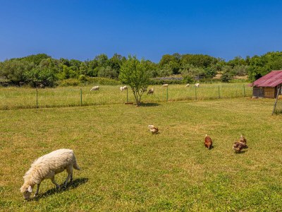 Holiday house Franolic with swimming pool - Outdoor photo 19