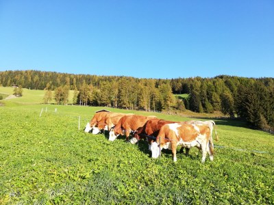 Holiday apartment Bergbauernhof Mitteregghaus - Environment photo 19