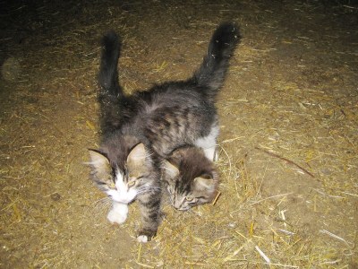 Holiday apartment Bergbauernhof Mitteregghaus - Environment photo 20