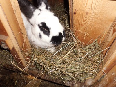 Holiday apartment Bergbauernhof Mitteregghaus - Environment photo 22