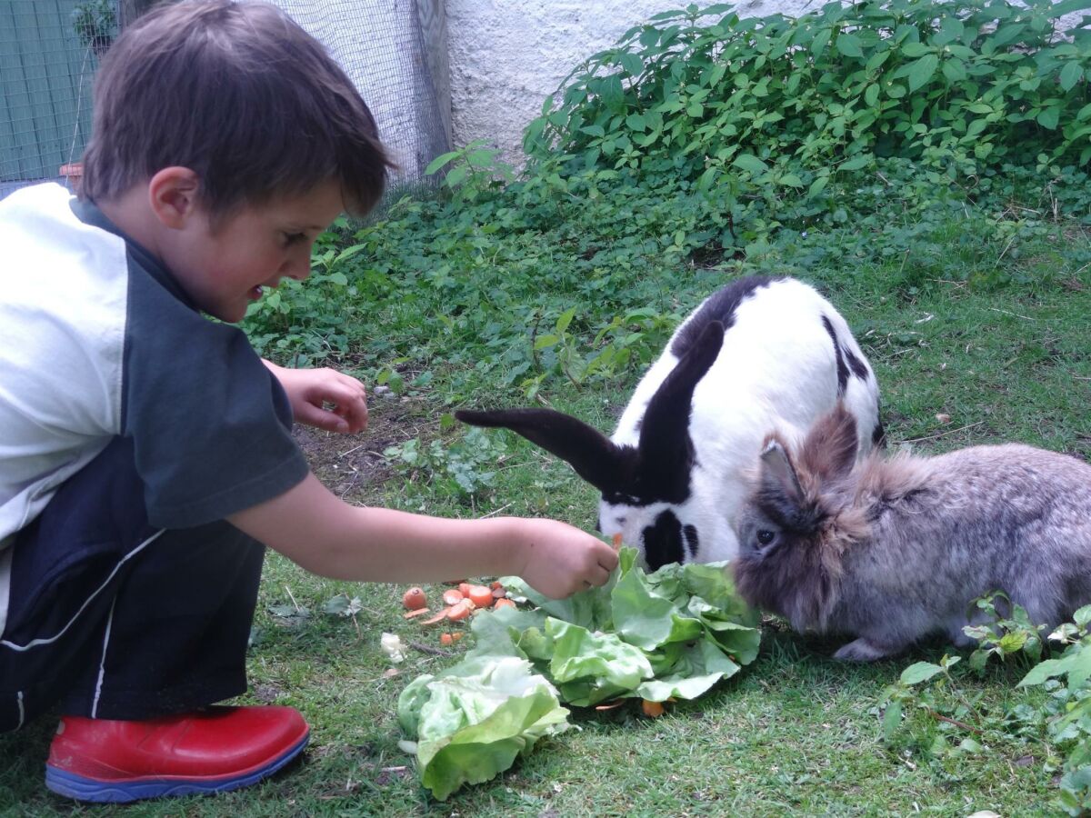 Holiday apartment Ferienwohnung Dachstein - Outdoor photo 5