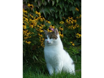 Holiday apartment Ferienwohnung Dachstein - Outdoor photo 7