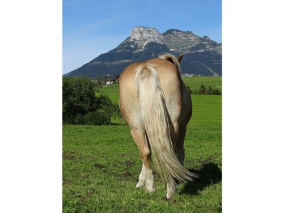 Holiday apartment Ferienwohnung Dachstein - Outdoor photo 10