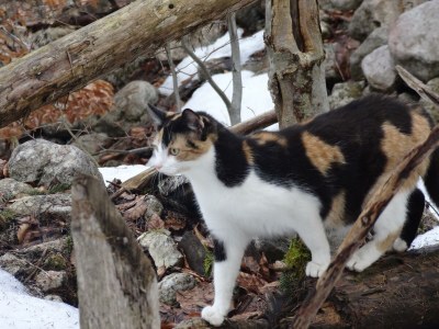 Holiday apartment Ferienwohnung Dachstein - Outdoor photo 12