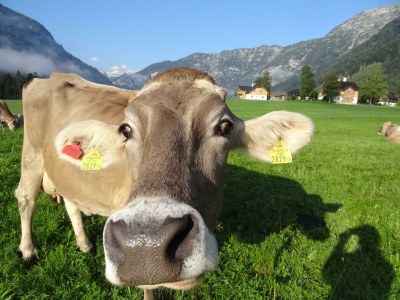 Holiday apartment Ferienwohnung Dachstein - Outdoor photo 16