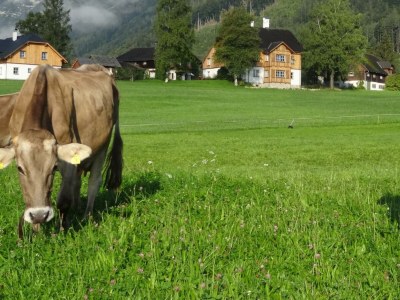 Holiday apartment Ferienwohnung Dachstein - Outdoor photo 33