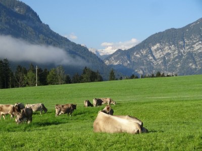 Holiday apartment Ferienwohnung Dachstein - Outdoor photo 35