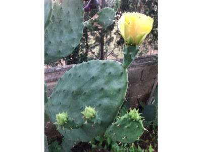 Holiday apartment Drago Medulin - Outdoor photo 6