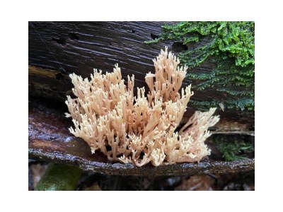 Holiday apartment Stulpje - Environment photo 31