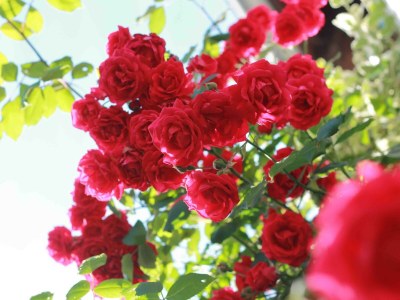 Apartment Appartement/Fewo, Dusche oder Bad, WC, 2 Schlafräu - Outdoor photo 10