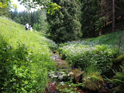 Apartment Wohnung Steinbach nahe Skihalle Oberhof - Environment photo 26