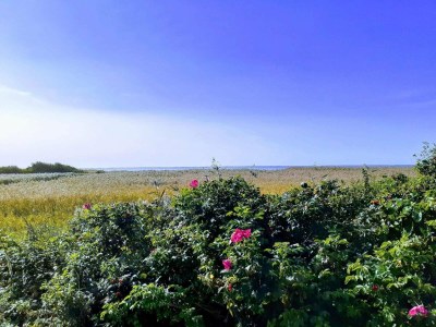 Holiday house 6 Personen Ferienhaus in Skjern-By Traum - Outdoor photo 4