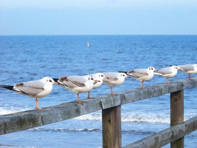 Holiday house Doppelhaushälfte Dünenhaus I, Trassenheide - Outdoor photo 55