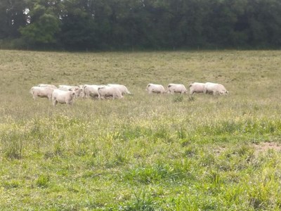 Holiday house Ferienhaus in Puygareau bei Poitiers - Environment photo 19