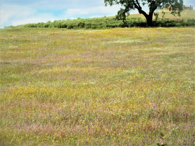Holiday house Casa Rollwek - Environment photo 31