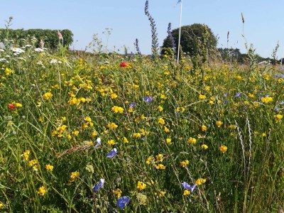 Holiday house 4 person holiday home in Nakskov-By Traum - Outdoor photo 4