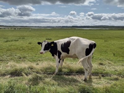 Holiday house 8 person holiday home in Løgstør-By Traum - Outdoor photo 11