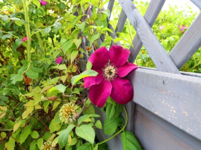 Apartment Ferienwohnung, Trassenheide - Outdoor photo 4