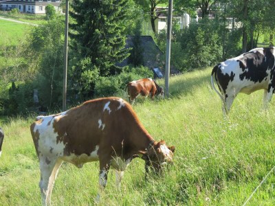 Holiday house Ferienhaus, Schwarzwald - Outdoor photo 2