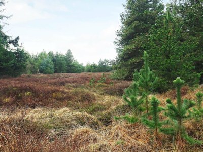 Holiday house Charming Cottage near Beach - By Traum Ferienwohnungen - Outdoor photo 6