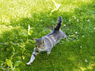 Holiday house Ferienhaus, Plau am See - Outdoor photo 9