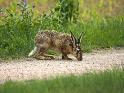 Holiday house Haus-Nr: DMS01091-FYA - Outdoor photo 46