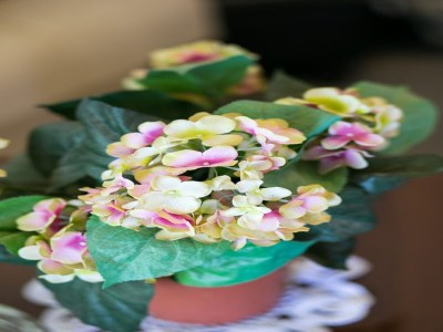 Apartment Apartments Olive - One Bedroom Apartment with Terrace and Partial Sea View - Popolica 50 - Outdoor photo 17