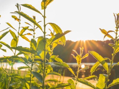 Holiday house Ferienhaus mit Pool und Sauna am Dümmer See - Outdoor photo 46