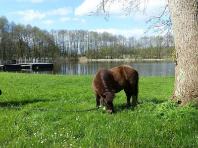 Holiday house Ferienhaus Birgit, Wendorf - Environment photo 23