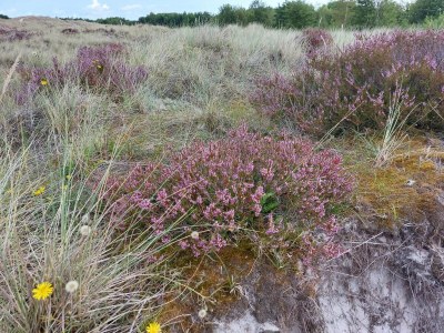 Holiday house Modernes Cottage am Strand -- By Traum Ferienwohnungen - Outdoor photo 29