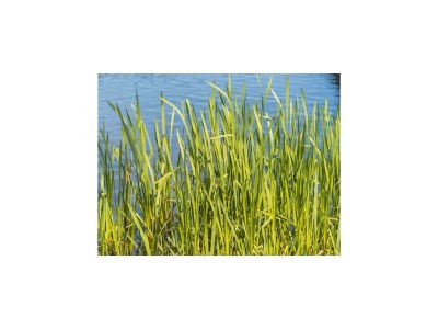 Holiday house Ferienhaus Seewind mit Sauna am Dümmer See - Environment photo 22