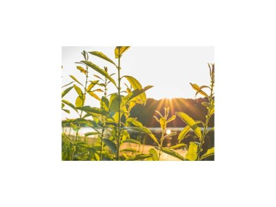 Holiday house Ferienhaus Seewind mit Sauna am Dümmer See - Environment photo 30