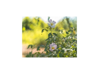 Holiday house Ferienhaus Seewind mit Sauna am Dümmer See - Environment photo 34