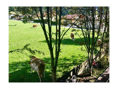 Cottage Rowanberry - Outdoor photo 21