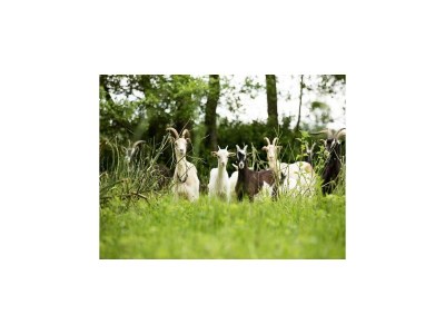 Holiday house Manor in Cotentin with Historic Charm - Outdoor photo 3