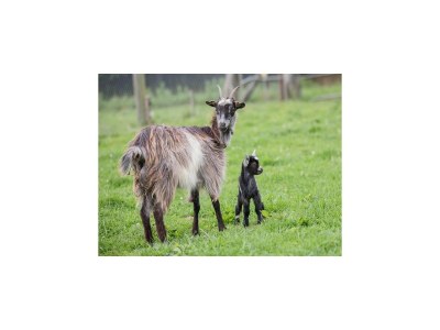 Holiday house Manor in Cotentin with Historic Charm - Outdoor photo 4